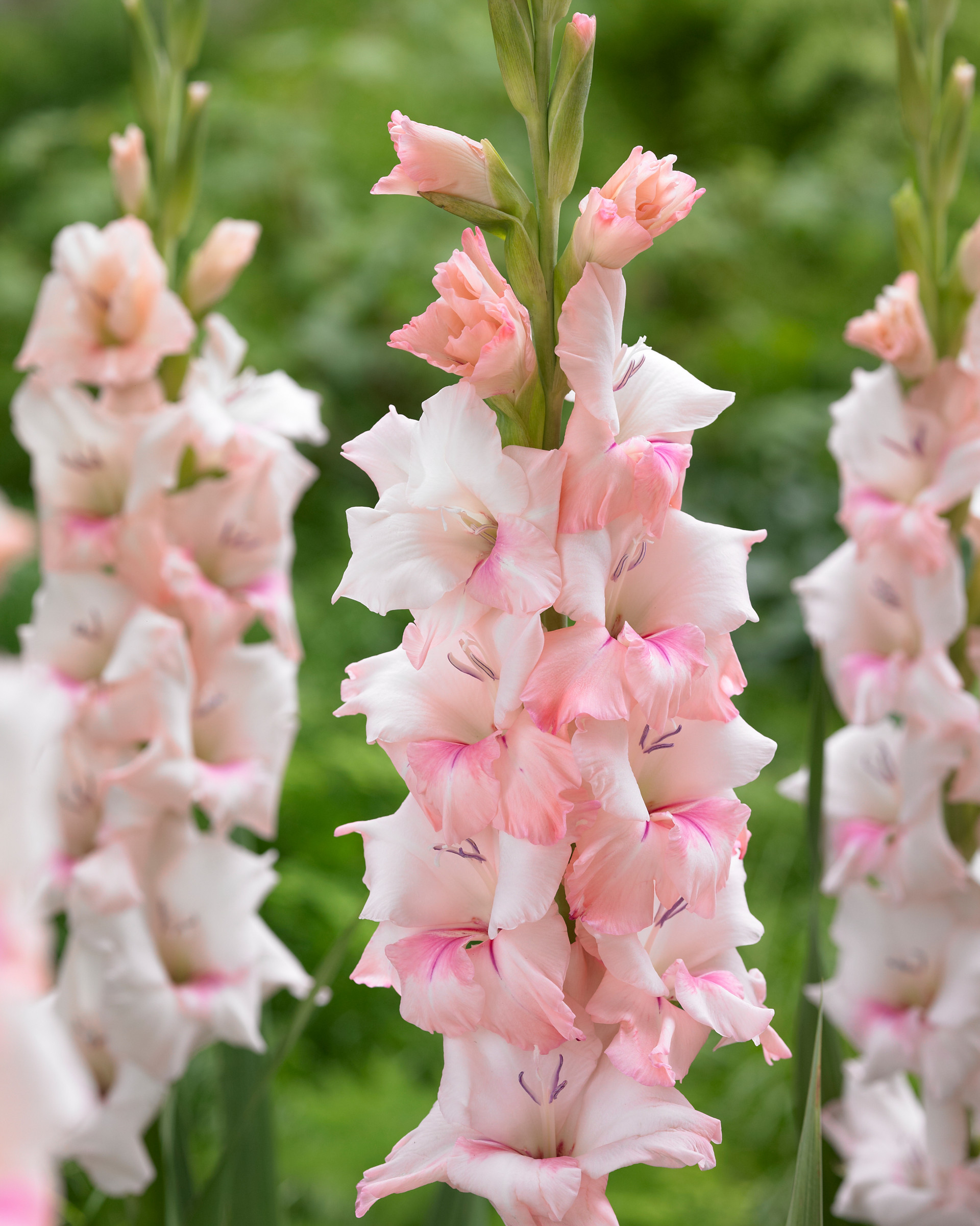 Gladioli Adrenaline J Parker Dutch Bulbs
