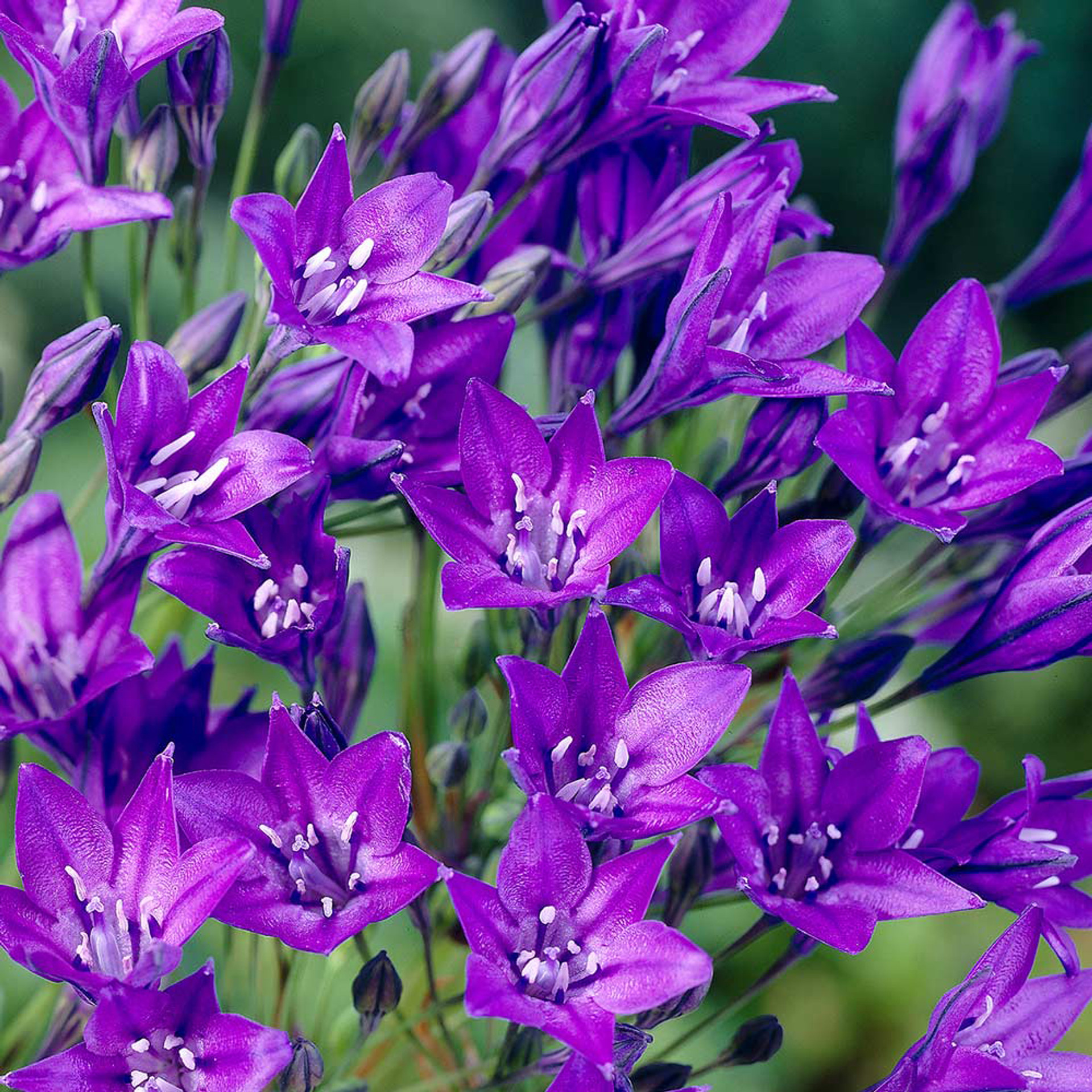 Triteleia Queen Fabiola | J Parker Dutch Bulbs