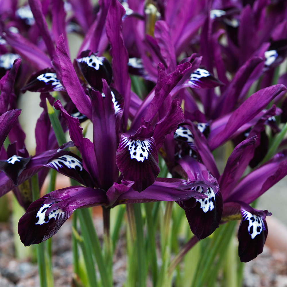 Buy Iris Reticulata Pauline J Parkers Dutch Bulbs