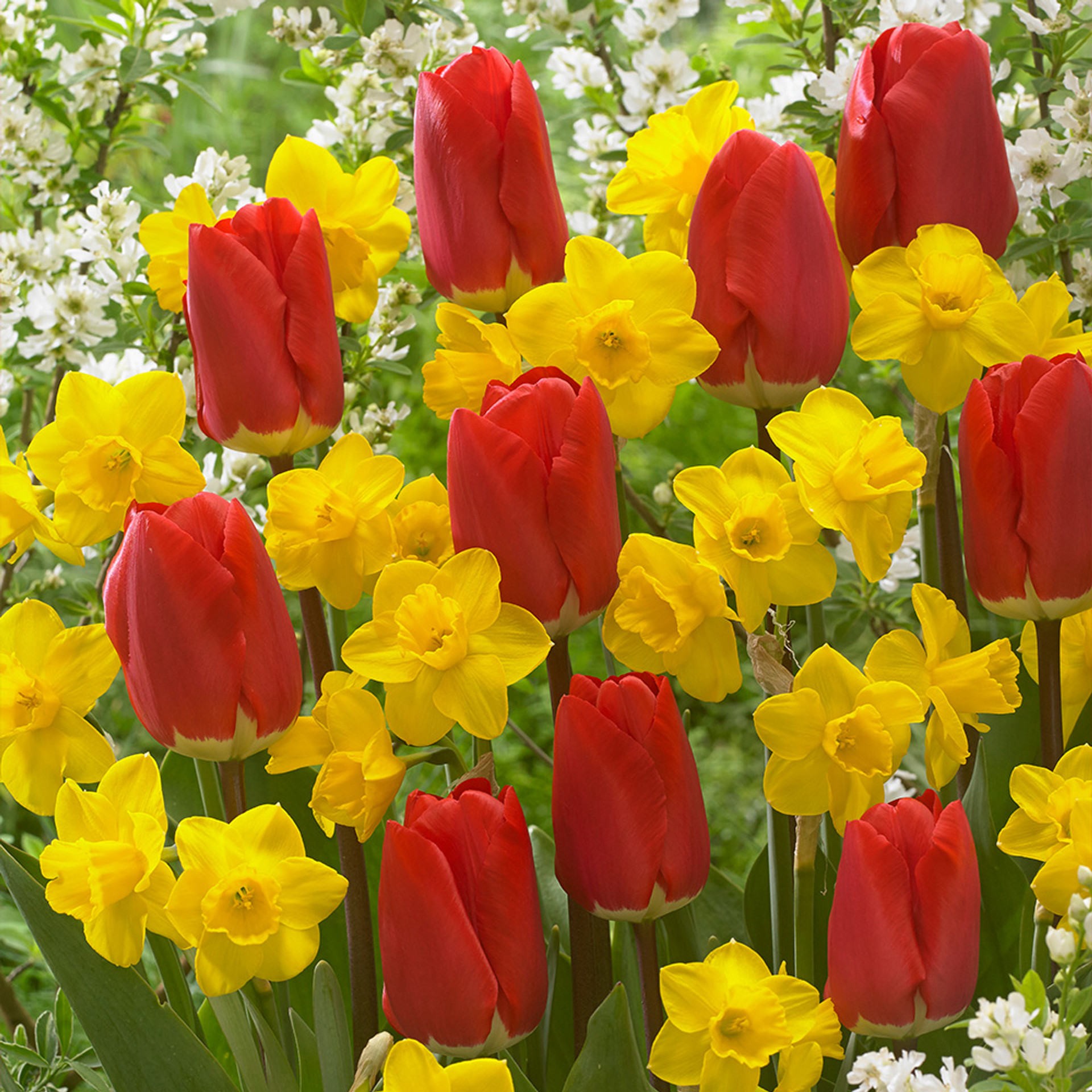 Buy Tulip Fostery King at jparkers.co.uk