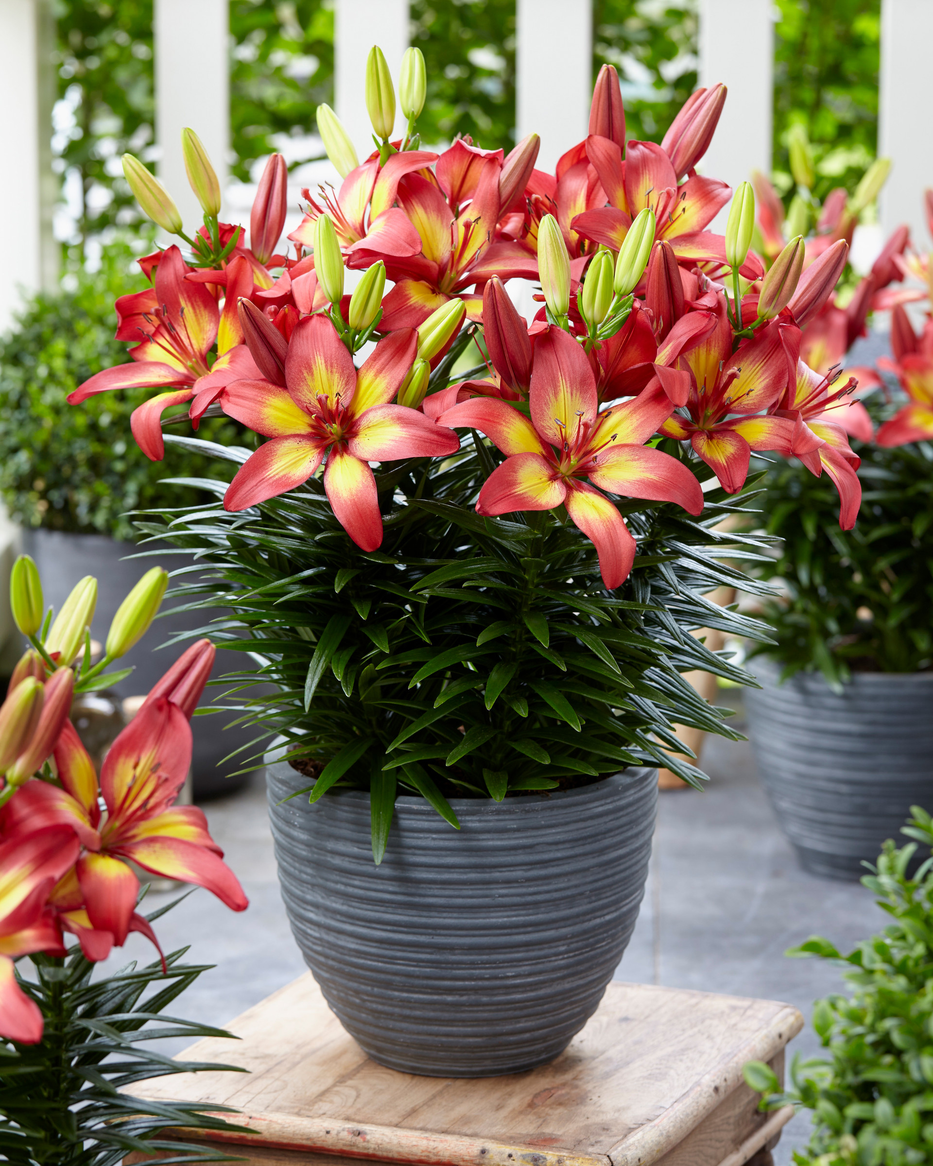 Lily Majestic Joy | J Parker Dutch Bulbs