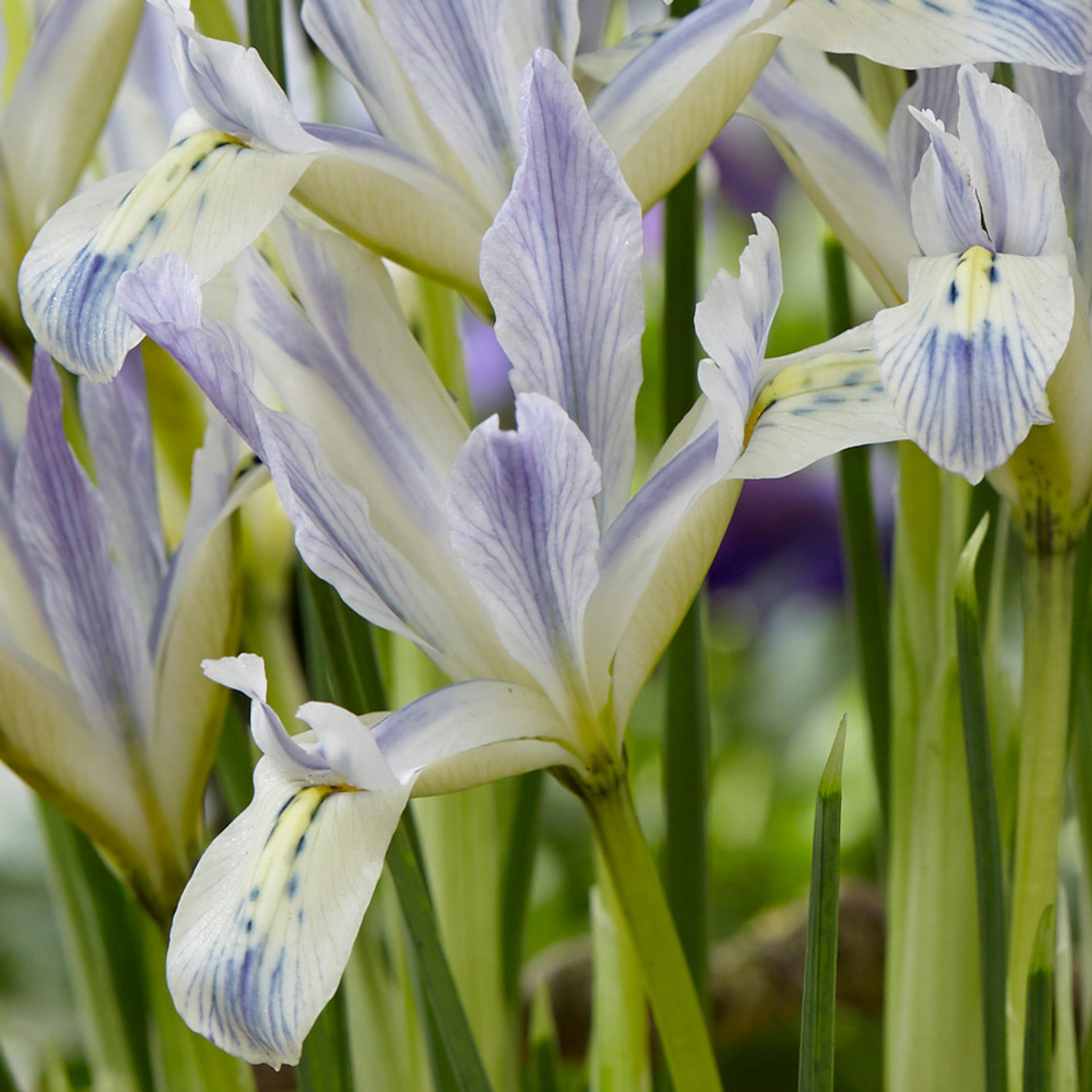 Buy Iris reticulata Painted Lady Bulbs J Parkers