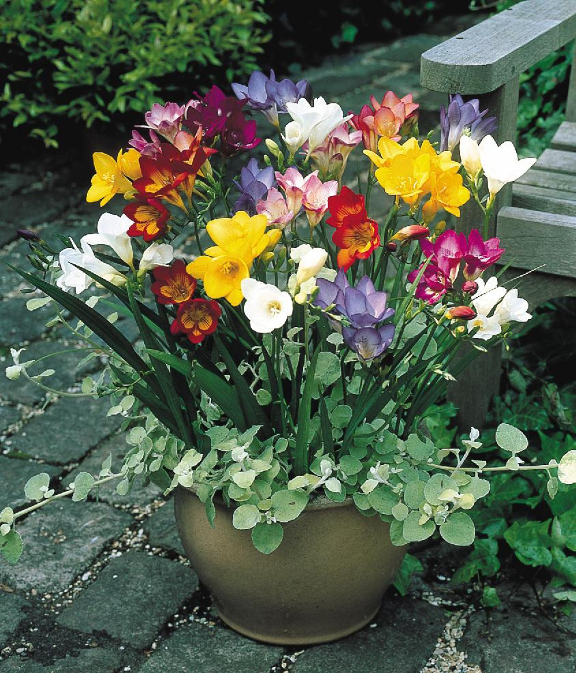 Freesia Single Mixed J Parker Dutch Bulbs