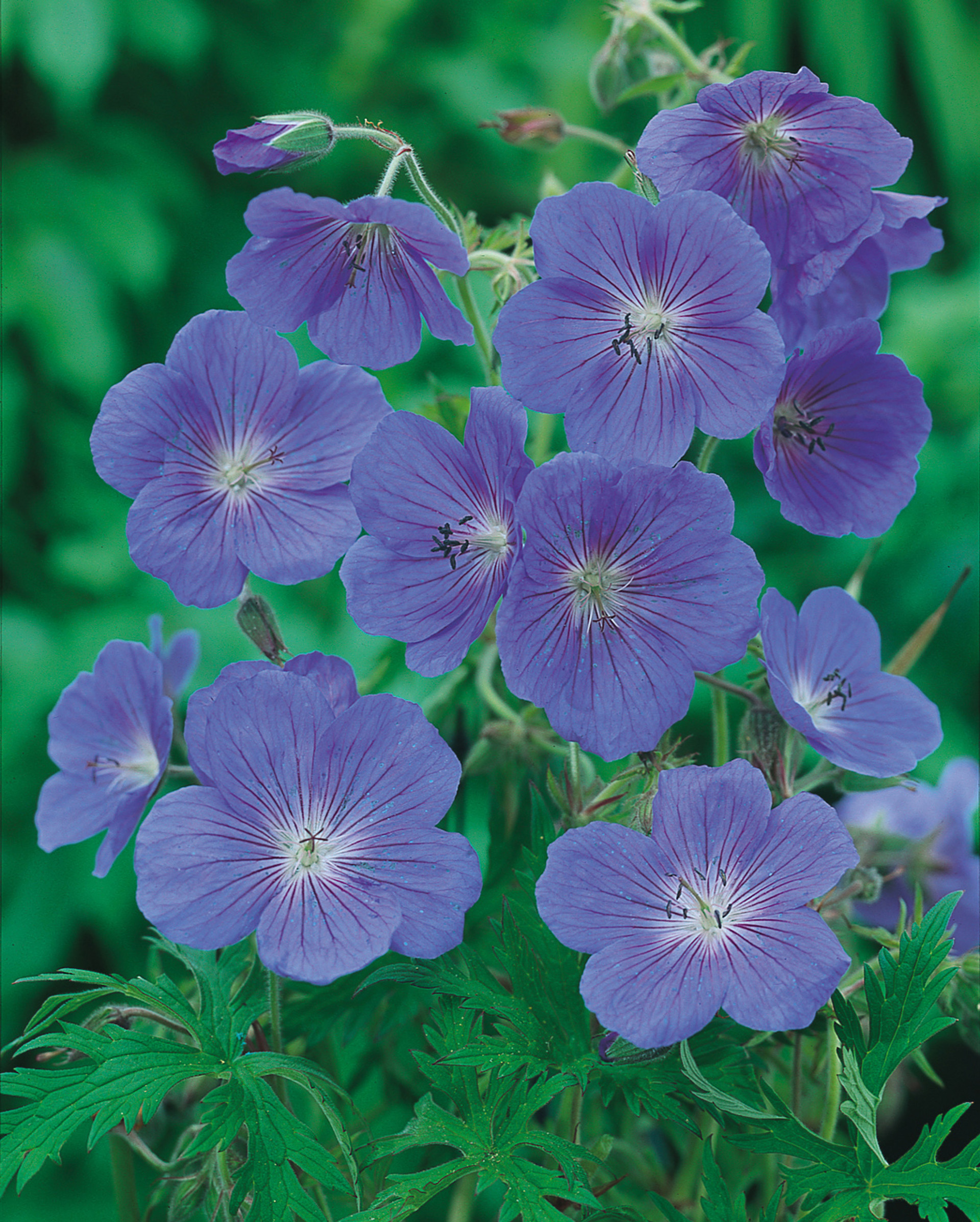 Geranium Johnsons Blue | J Parker Dutch Bulbs
