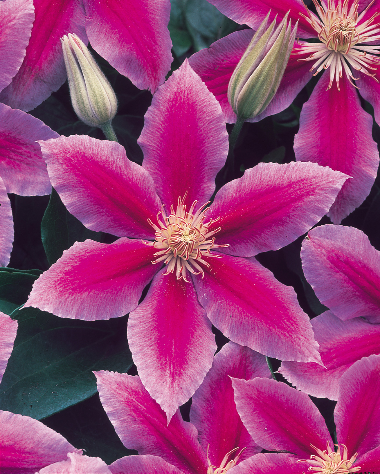 Buy Clematis Dr Ruppel Plants | J Parker Dutch Bulbs