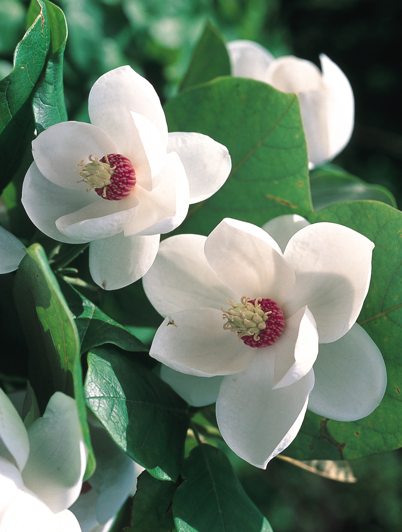 How to Plant and Grow Magnolia with J. Parker's