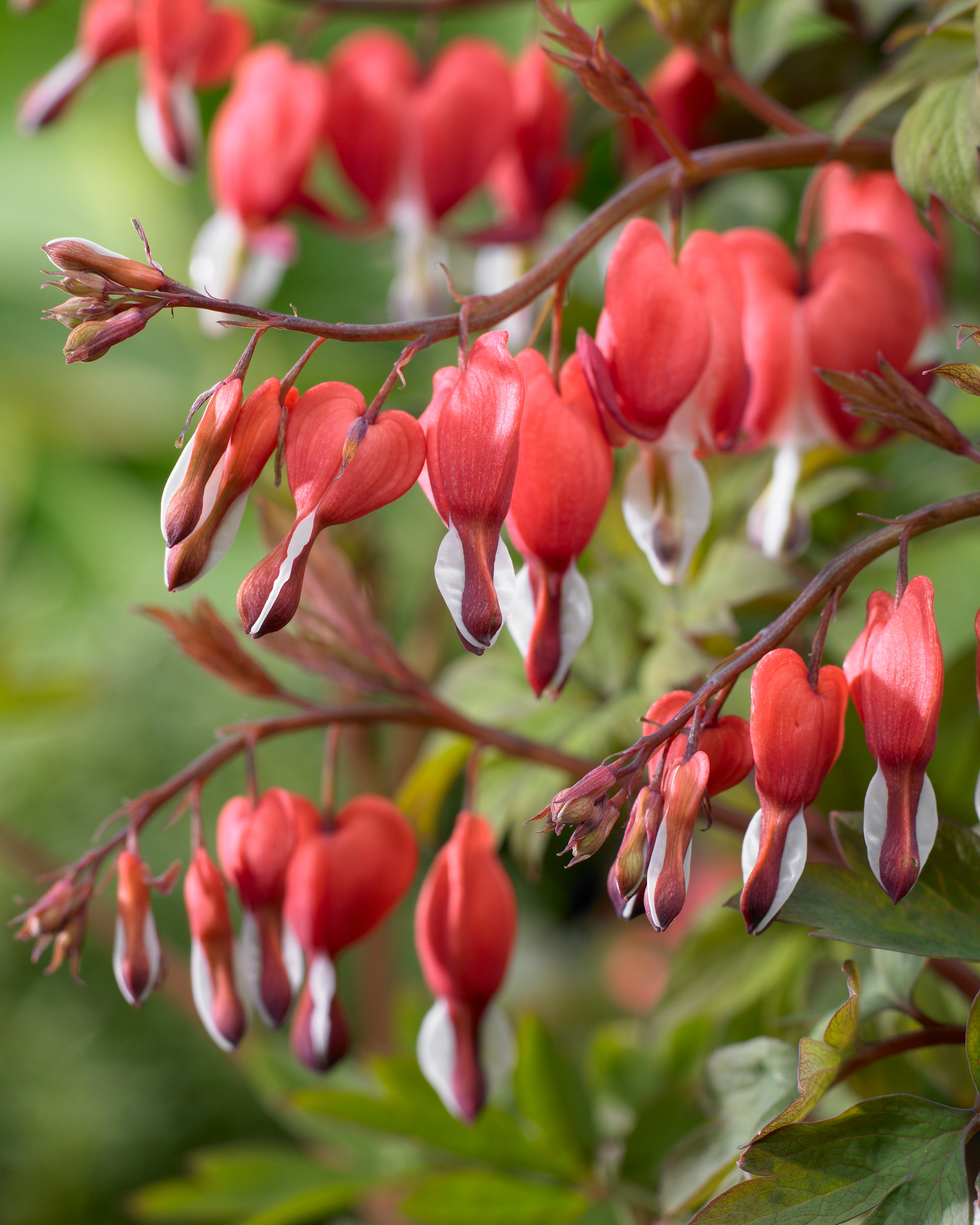 Dicentra Valentine J Parker Dutch Bulbs