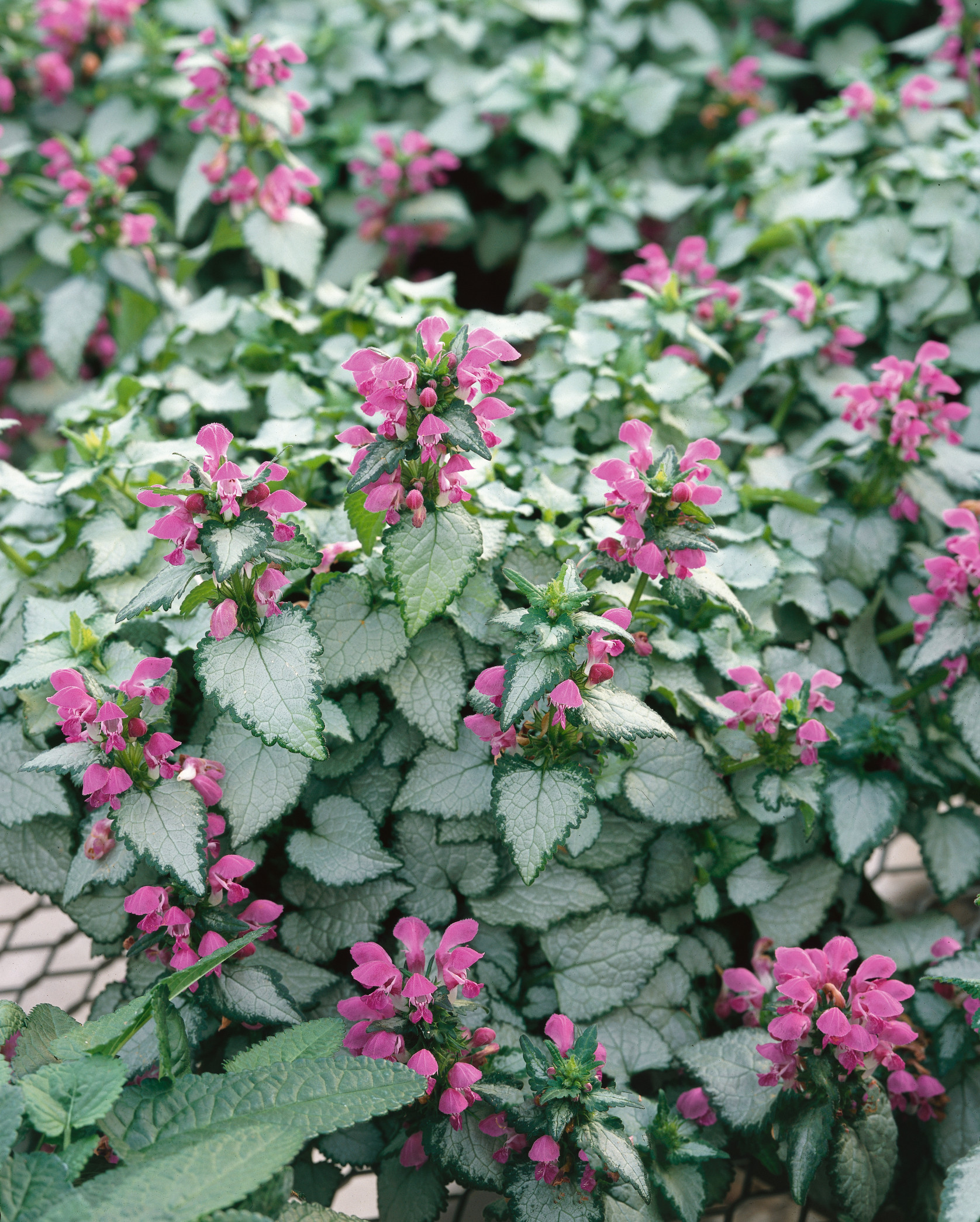 Lamium maculatum Purple Dragon - JParkers