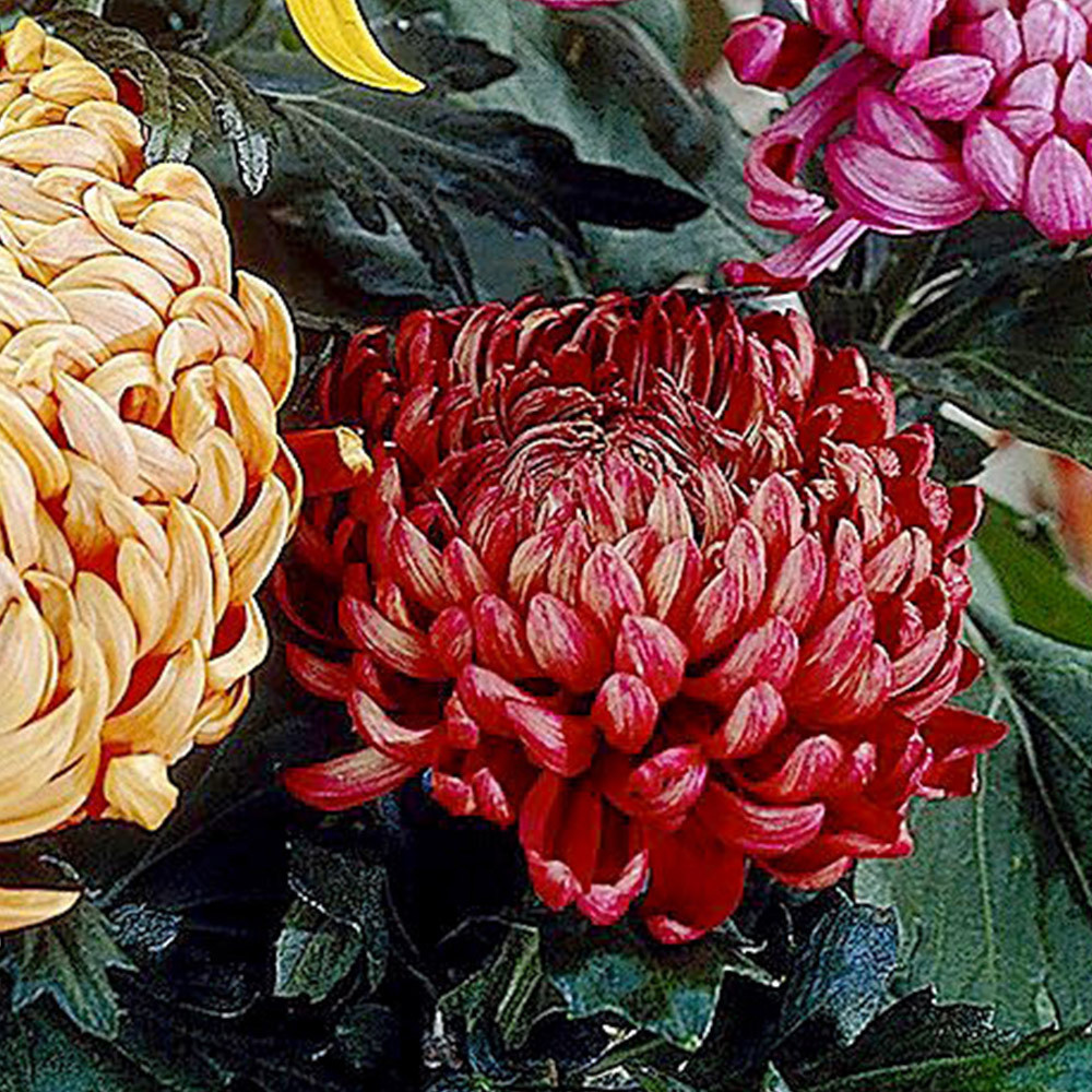 Chrysanthemum Bloom collection (Incurve Petals) JParkers