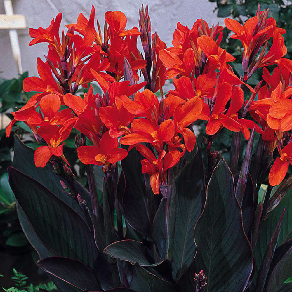 Dwarf Canna Collection JParkers