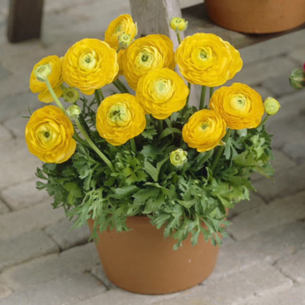 Ranunculus Dwarf Tomer Collection 6/7cm - JParkers