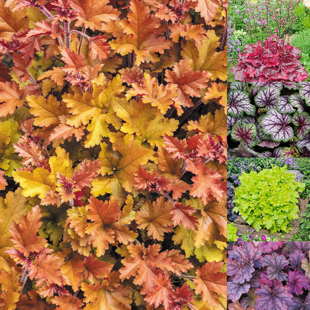Heuchera Luxury Collection - JParkers