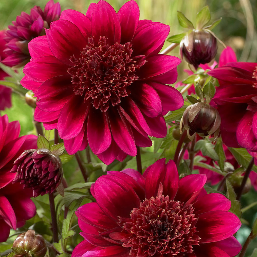 Dahlia Anemone (Powder Puff) Collection JParkers