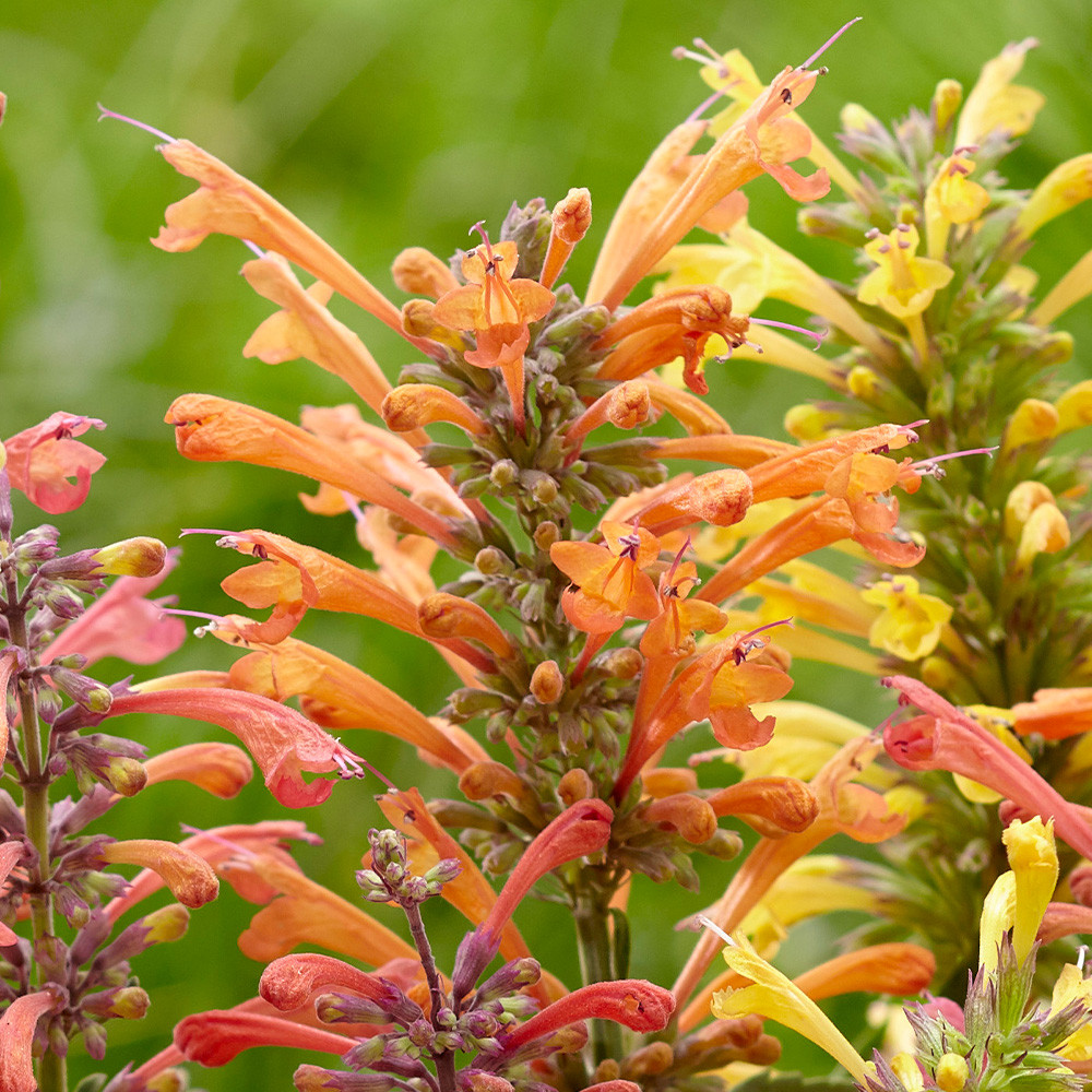 Agastache Kudos Mandarin JParkers