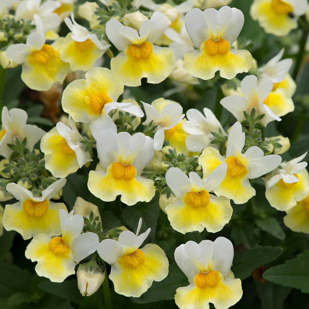 Shop Nemesia Aroma Banana Split J. Parker's