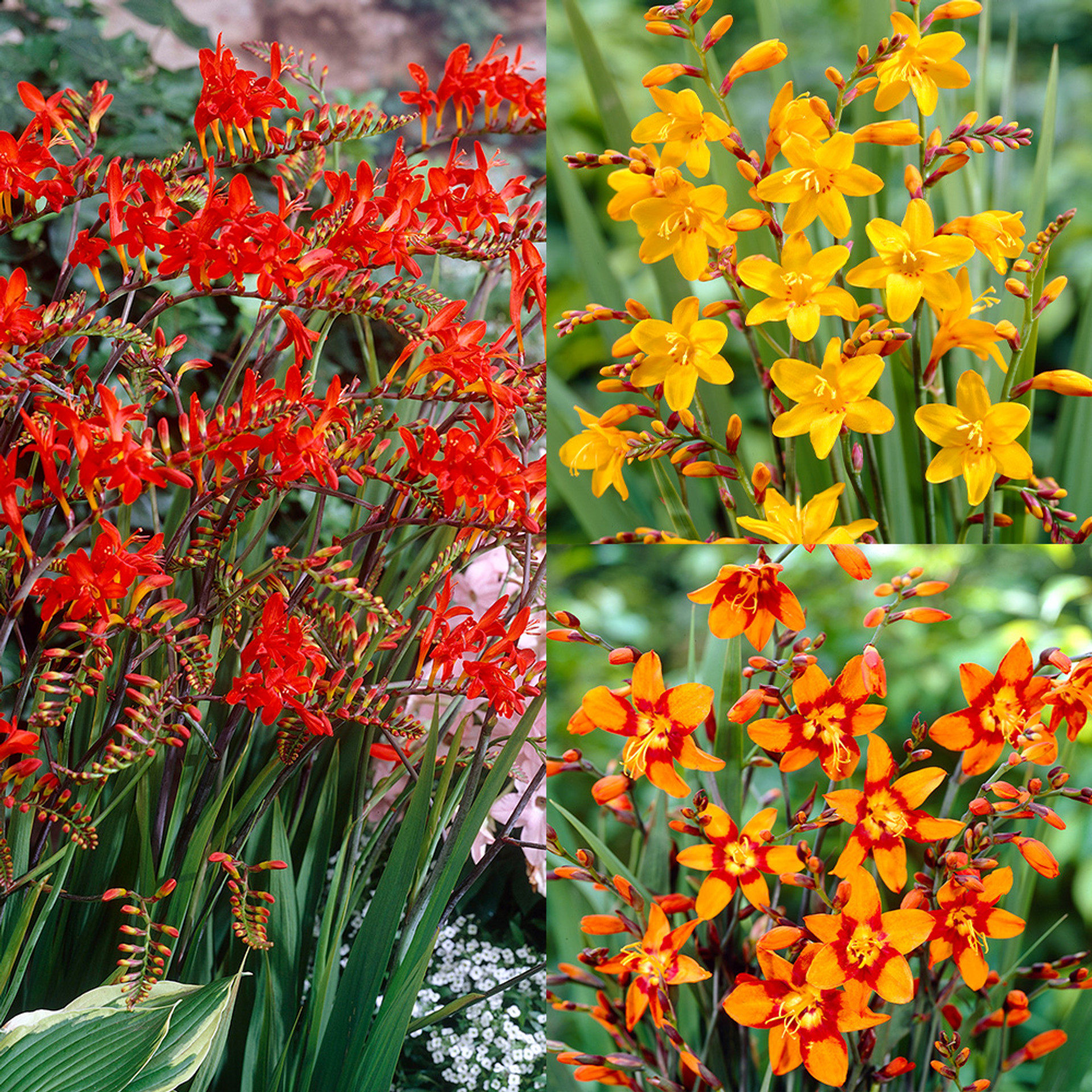 Crocosmia Large Flowering Collection JParkers