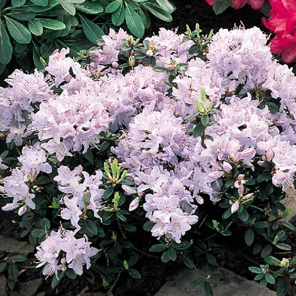 Rhododendron Dwarf Collection - JParkers