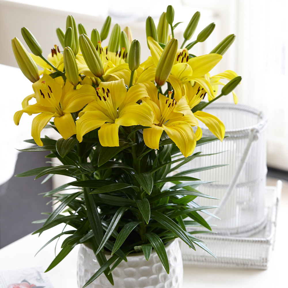 Joy Lilies Collection JParkers