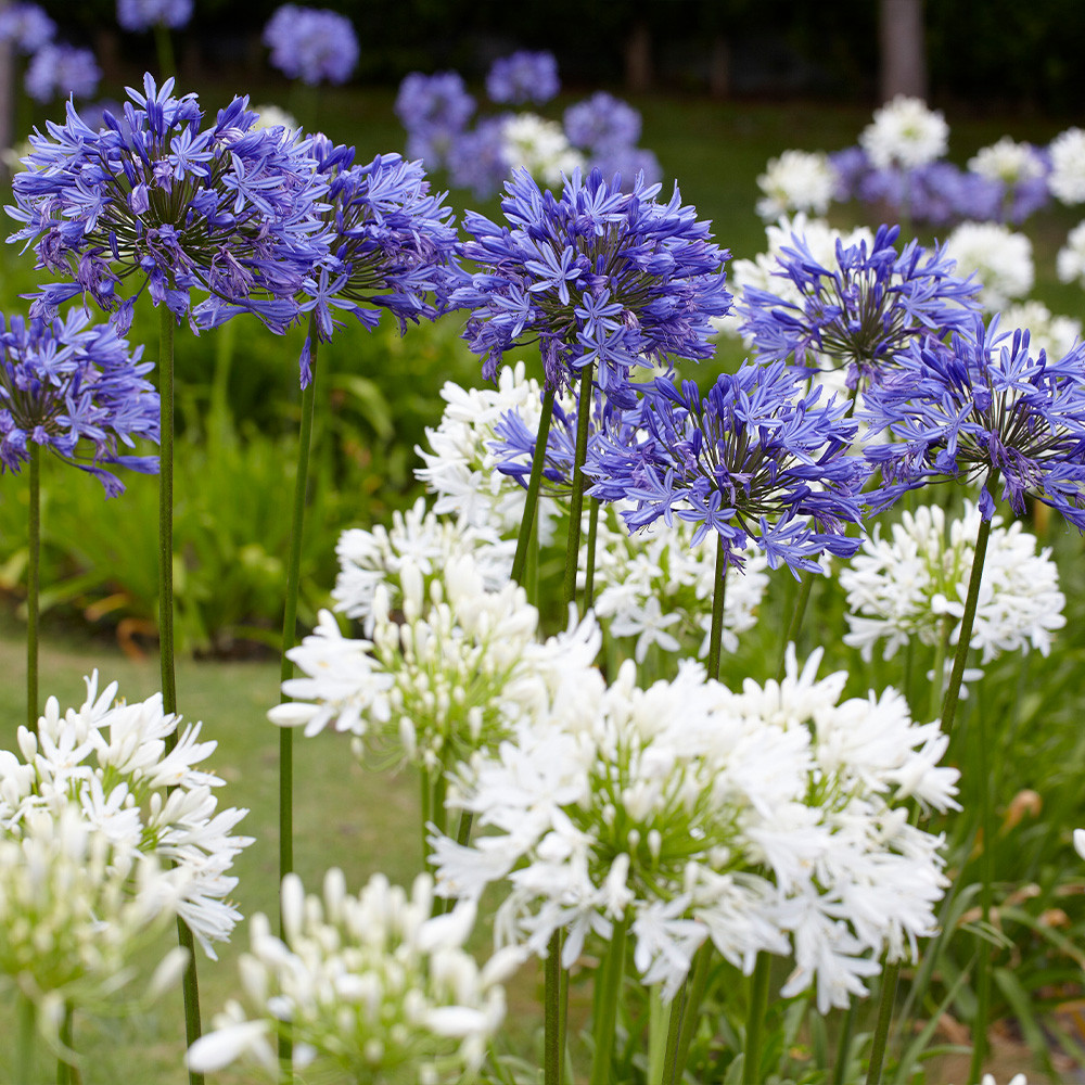 Agapanthus Collection Loose JParkers