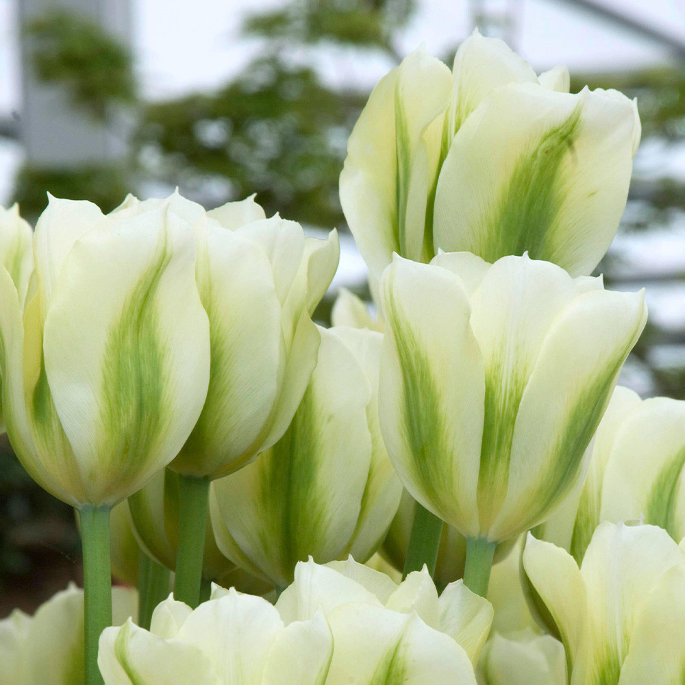 Buy Tulip Spring Green (Saver Sized Bulbs) at jparkers.co.uk