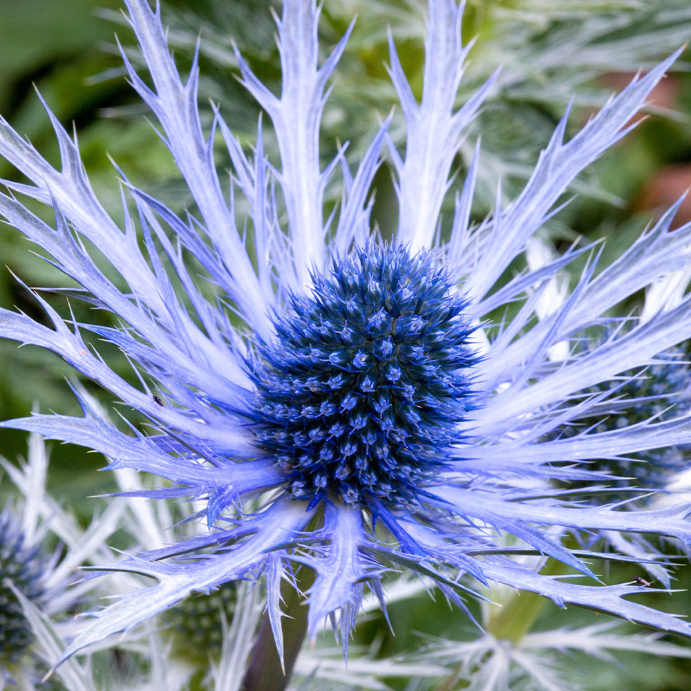 Shop Eryngium (Sea Holly) planum 'Blaukappe' J. Parker's