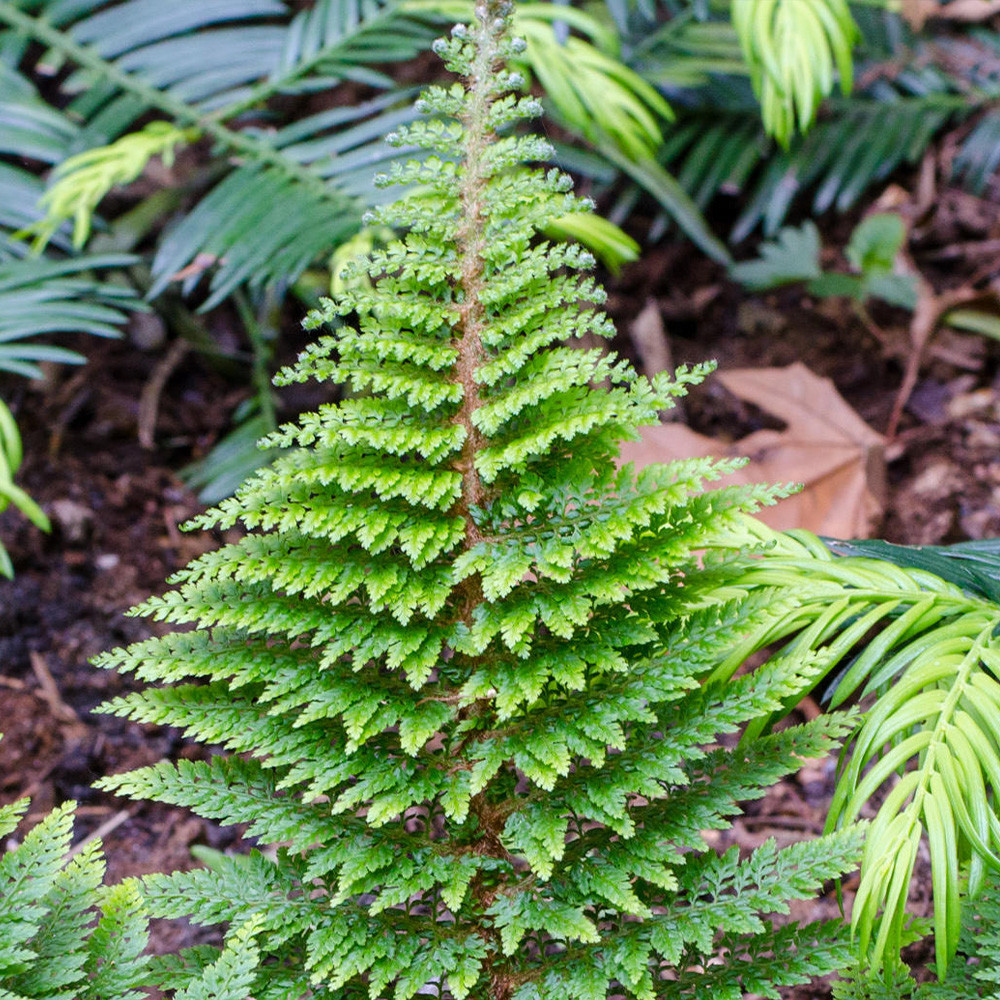Shop Polystichum setiferum 'Plumodensum' J. Parker's