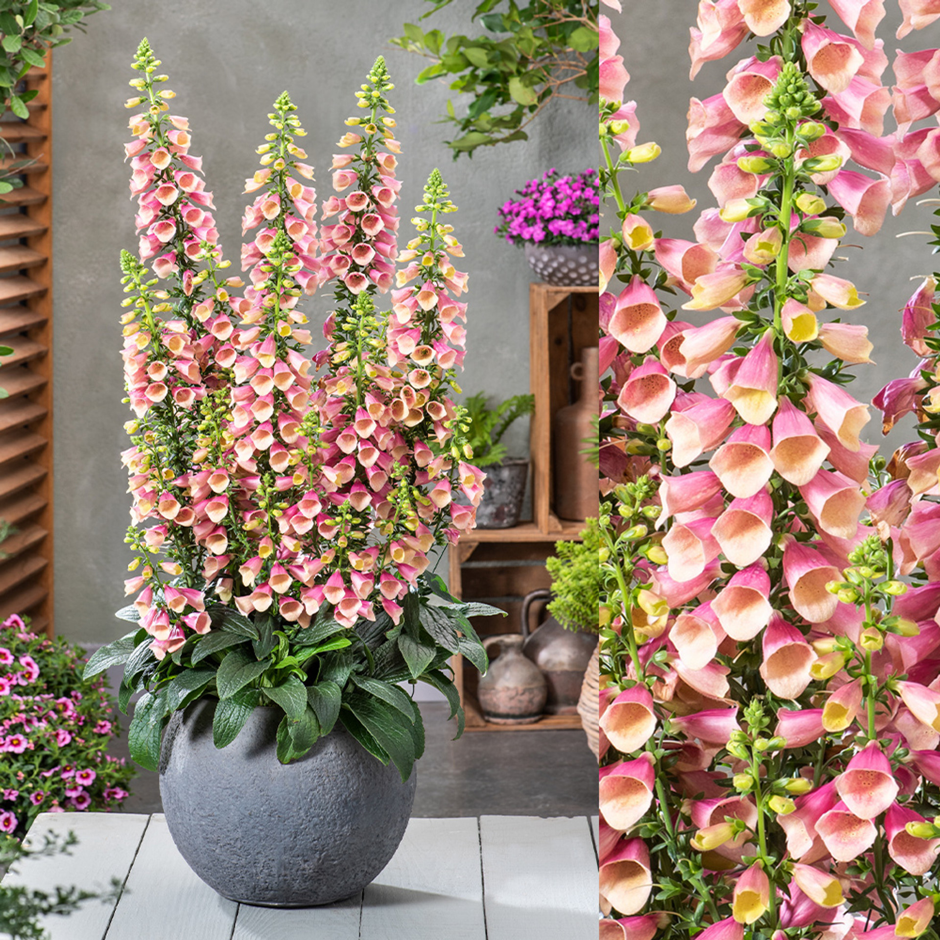 Shop Digitalis Arctic Fox Rose J. Parker's