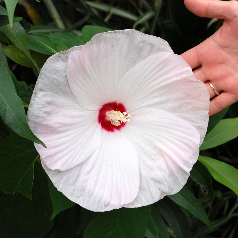 Shop Hibiscus Luna White J. Parker's
