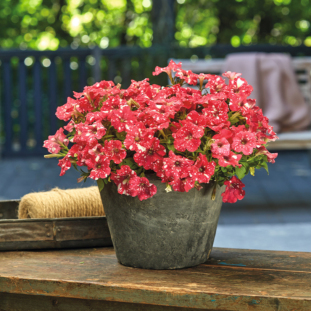 Shop Petunia Surprise Sparkling Red | J. Parker's