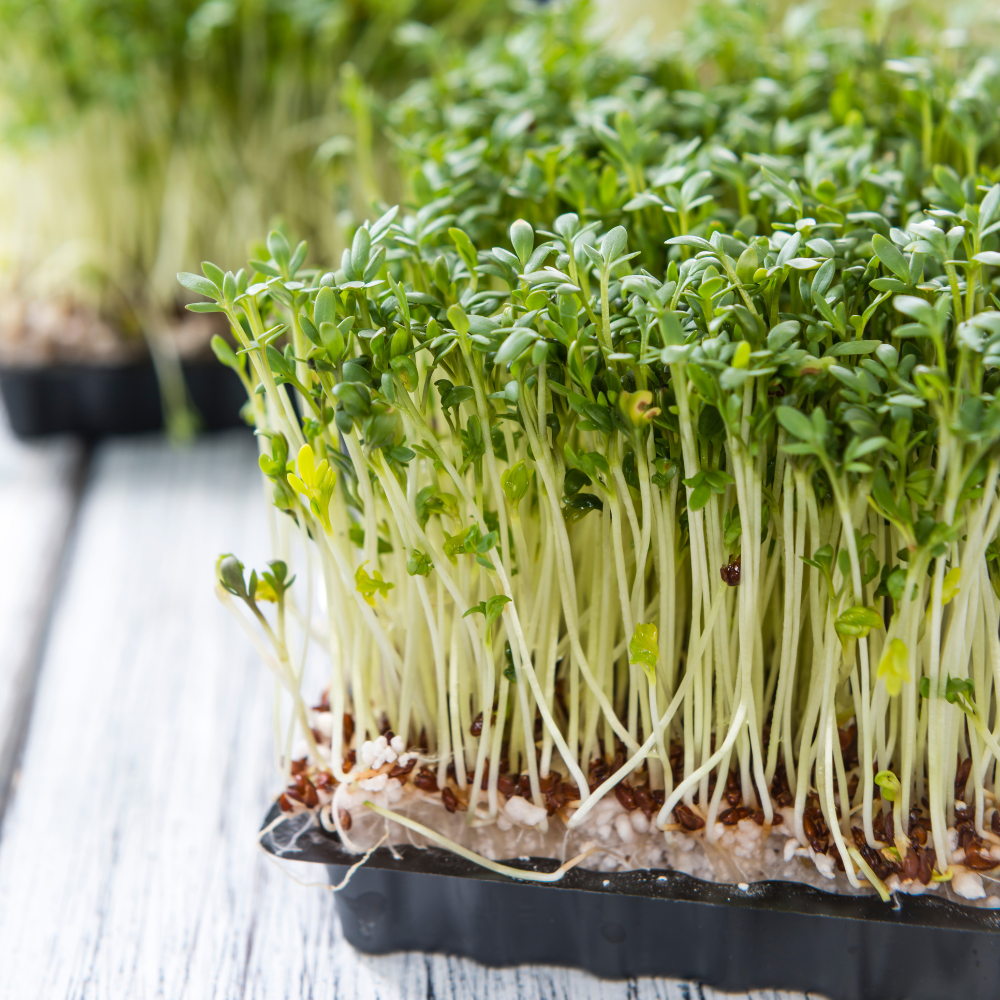 Shop Common Cress Seeds | J. Parker's