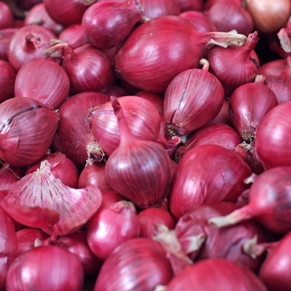 Shop Onion Red Baron Seeds J. Parker's