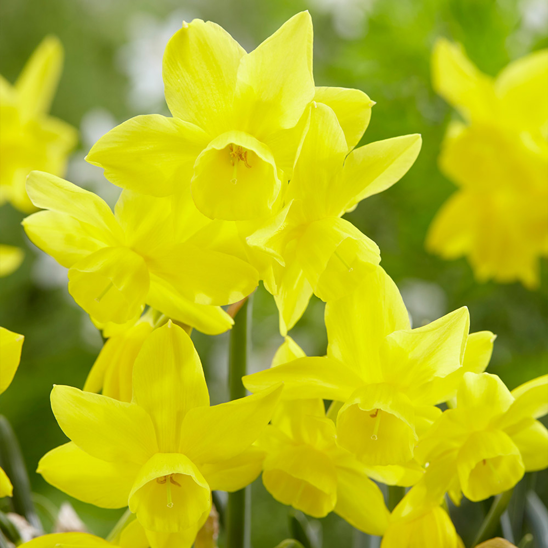 Buy Narcissus Sunlight Sensation at jparkers.co.uk