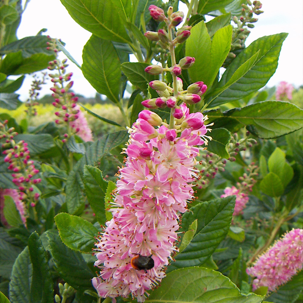 Buy Clethra alnifolia Ruby Spice at jparkers.co.uk