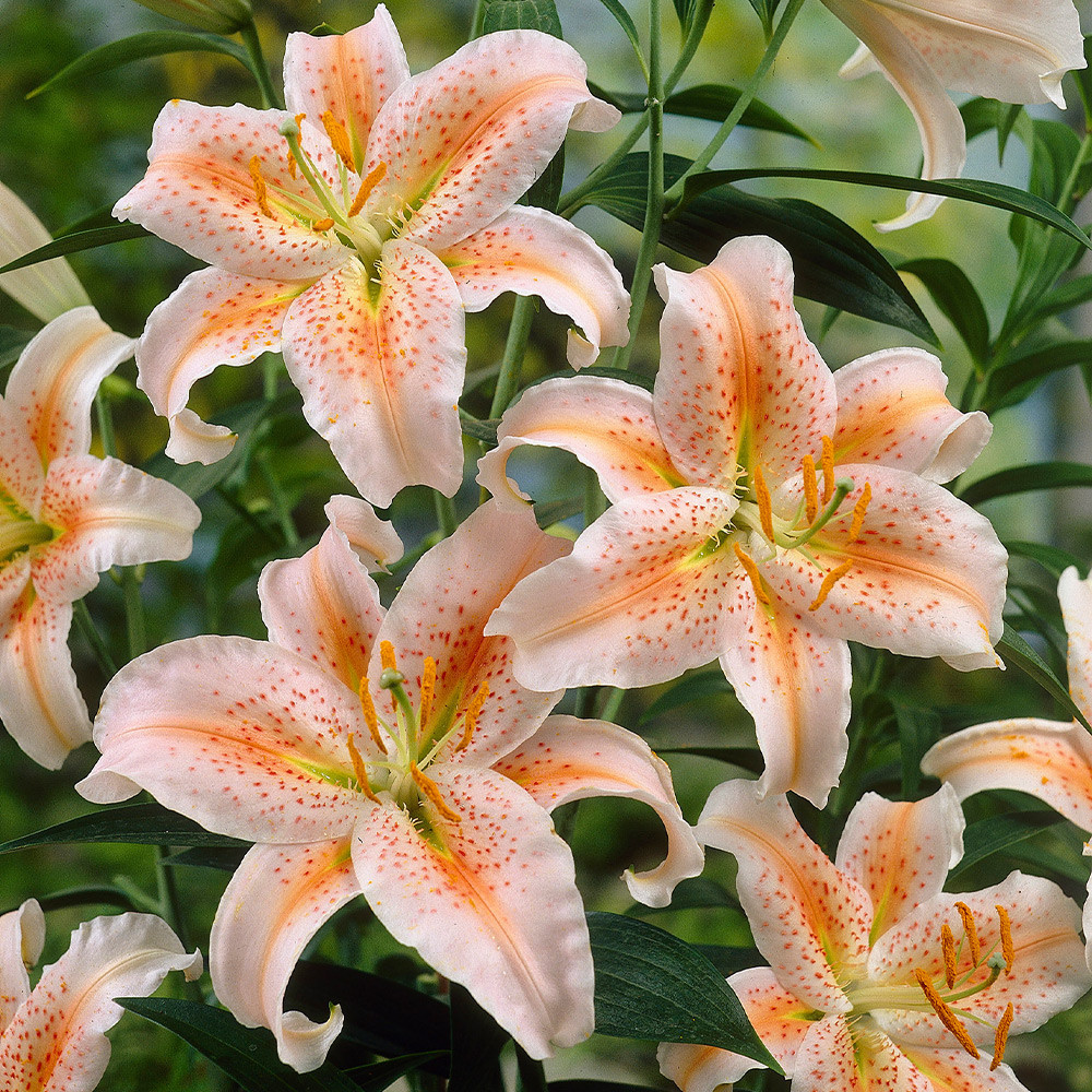 Shop Lilium Salmon Party from J. Parker's