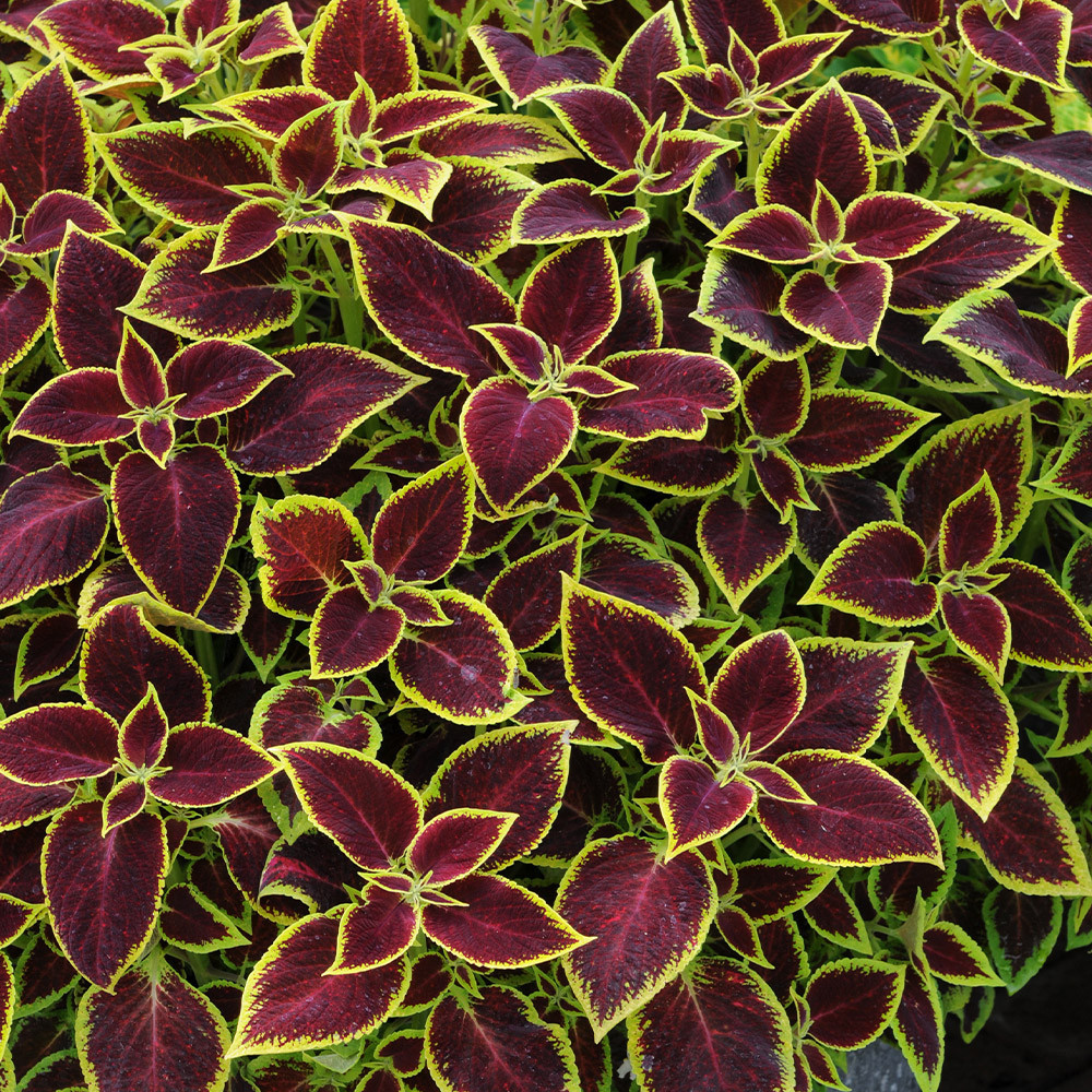 Buy Coleus Crimson Gold for less with J. Parker's