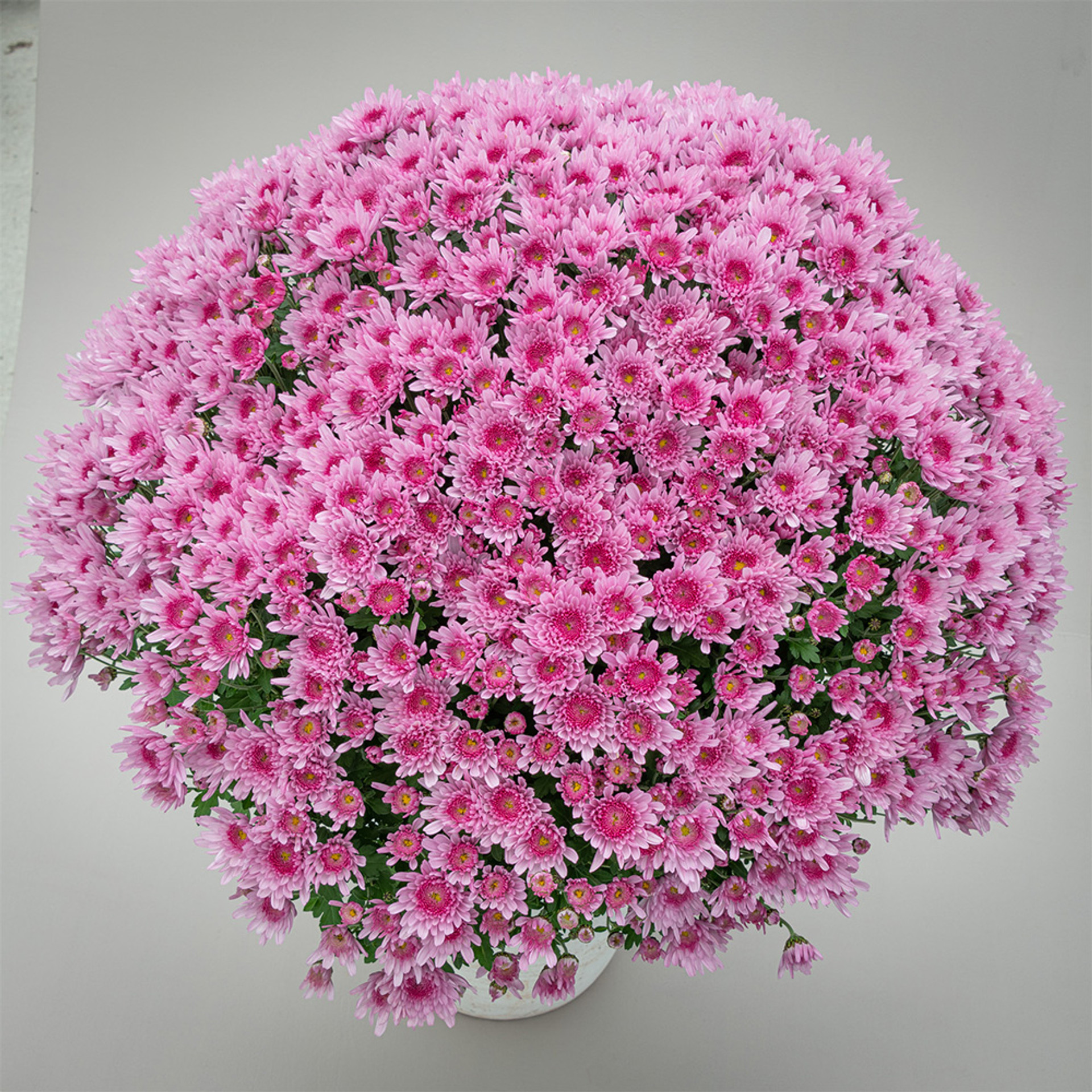 Buy Chrysanthemum Hardy Mum Collection for less with J. Parker's