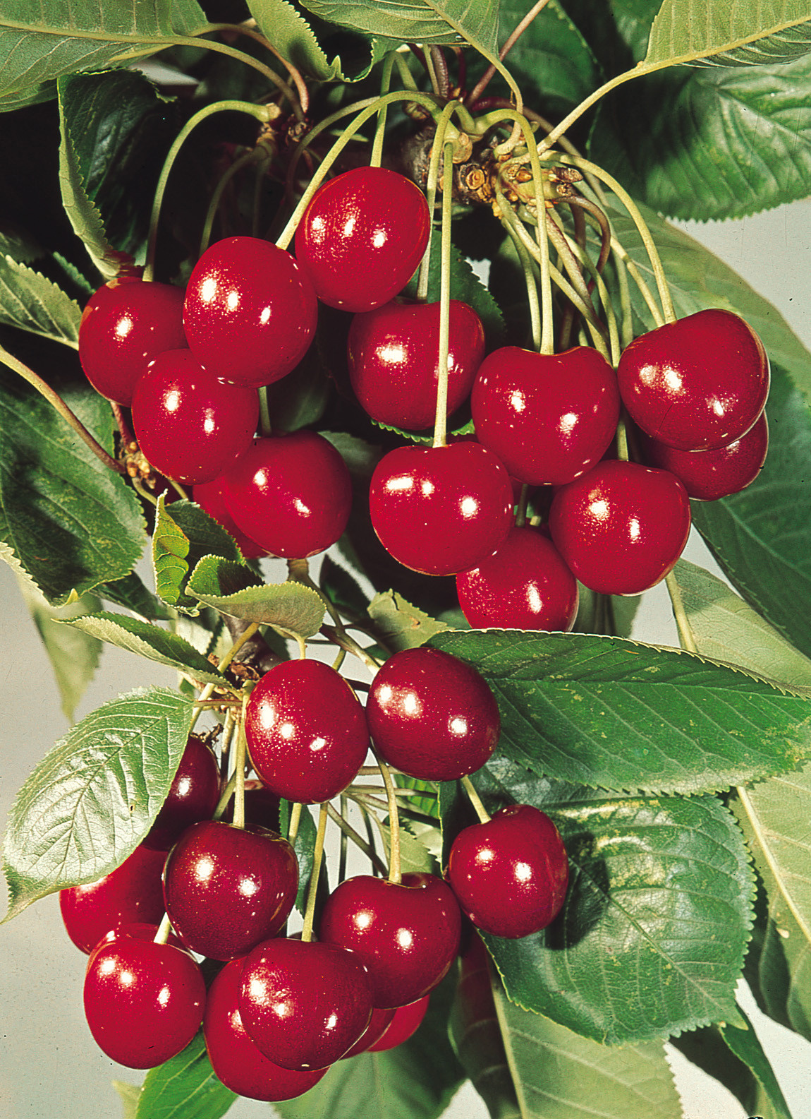 Buy Cherry Stella J Parker Dutch Bulbs