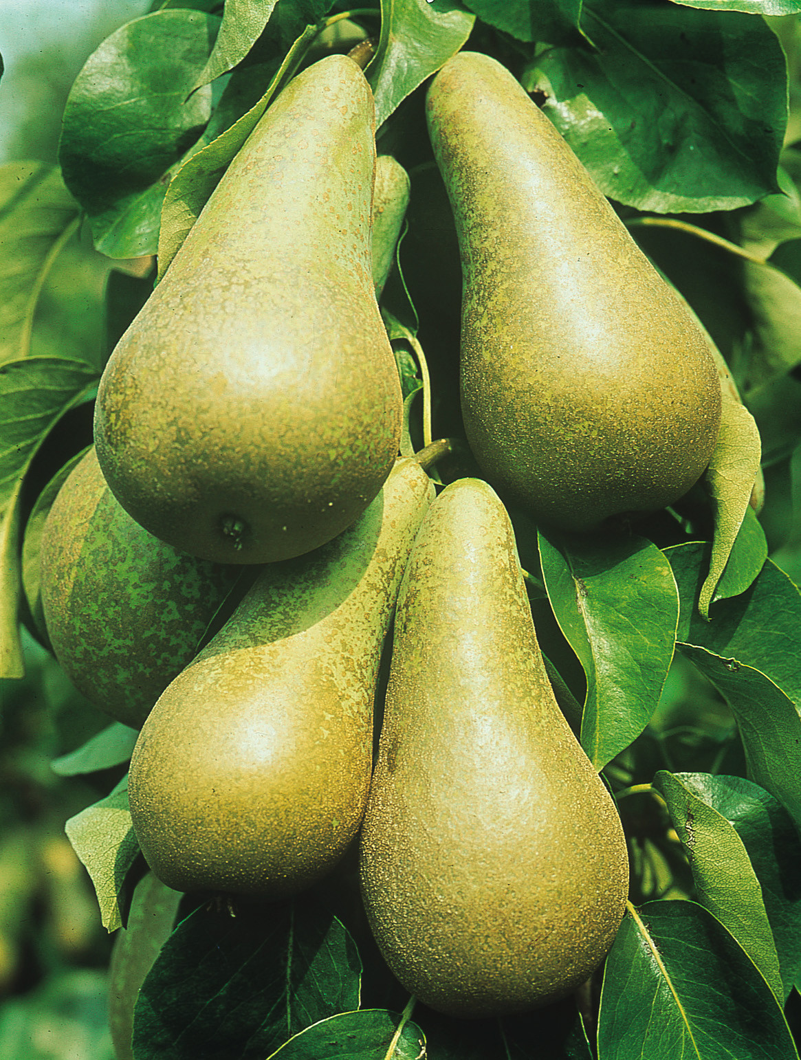 Buy Pear Conference | J Parker Dutch Bulbs