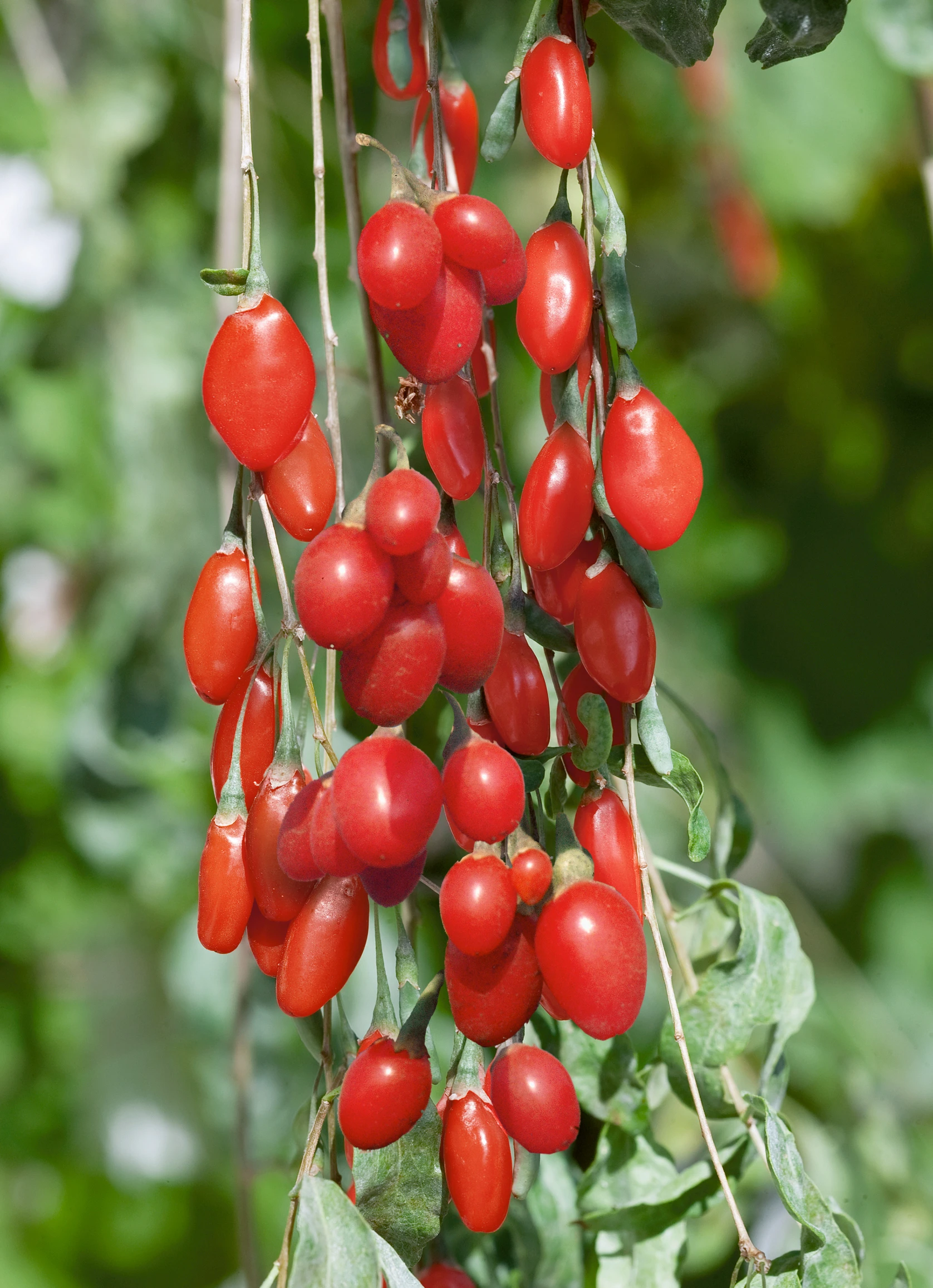 Buy Goji Berry (Lycium Barbarum) - J Parker Dutch Bulbs