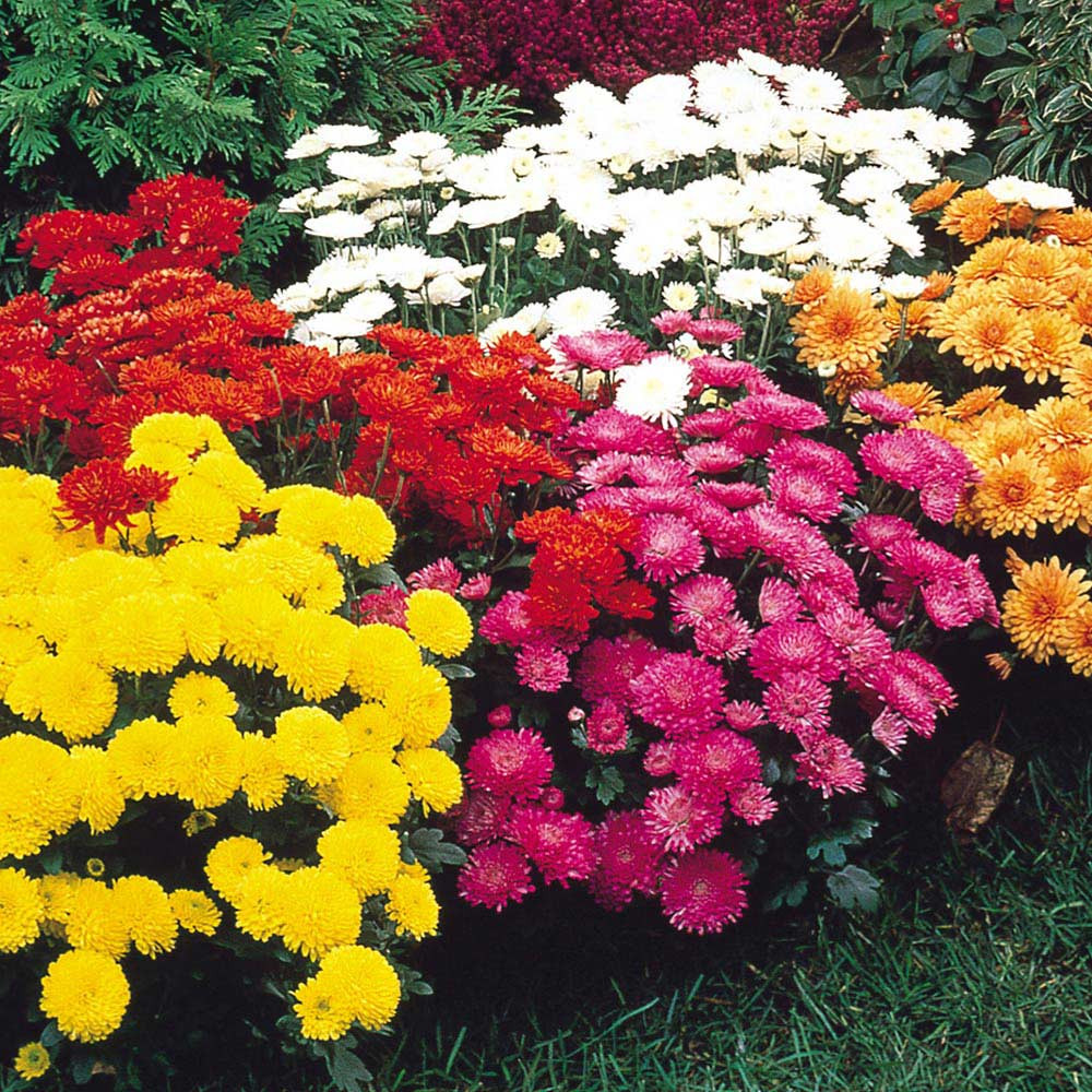 Chrysanthemum Hardy Garden Mums Mixed J Parker Dutch Bulbs