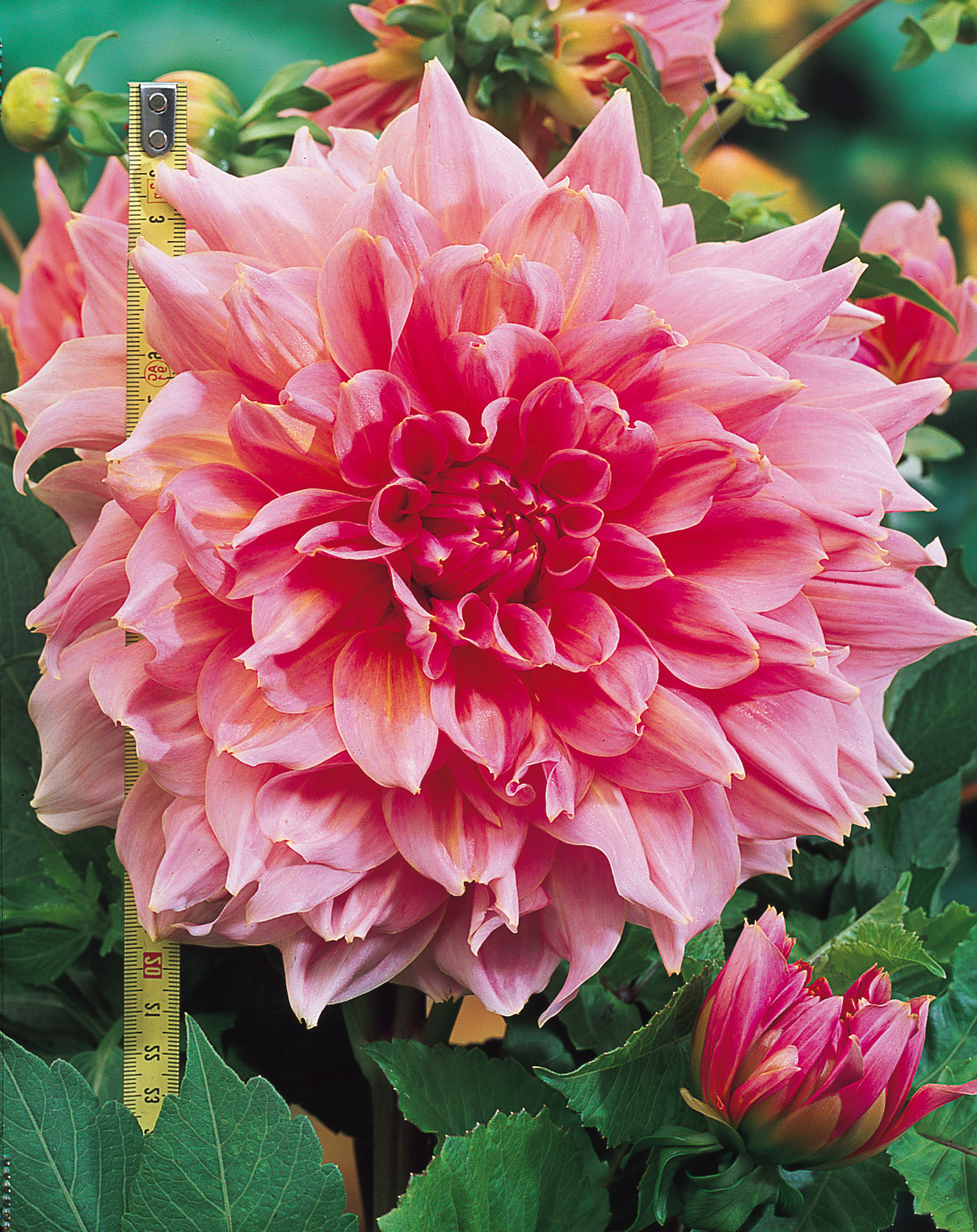 Dahlia Emory Paul (Dinner Plate) J Parker Dutch Bulbs