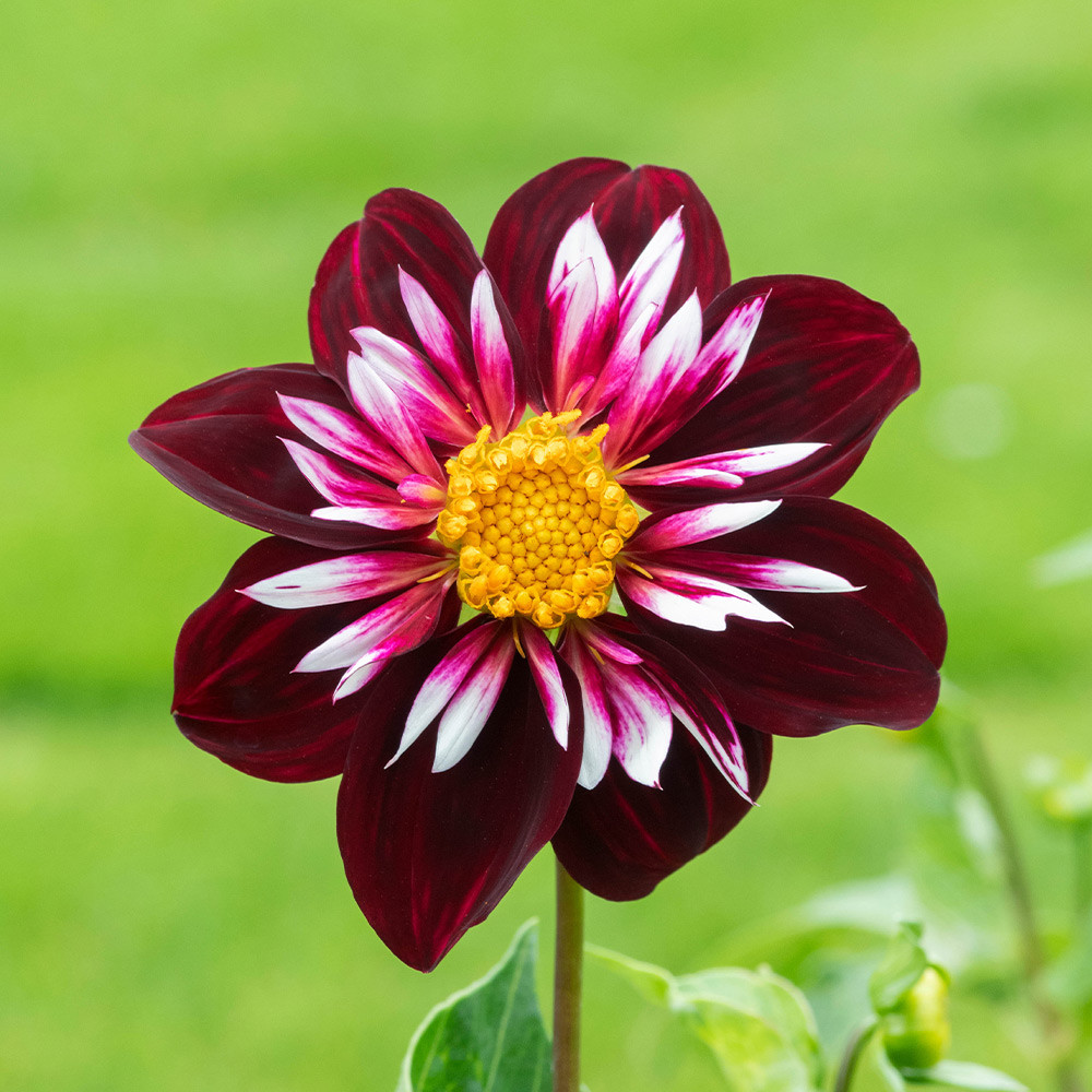 Dahlia Collarette Night Butterfly J Parker Dutch Bulbs