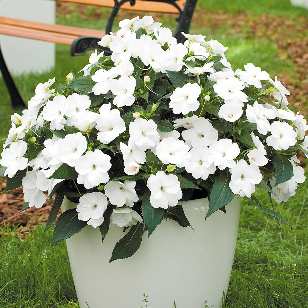 Impatiens Sunpatiens Compact White J Parker Dutch Bulbs