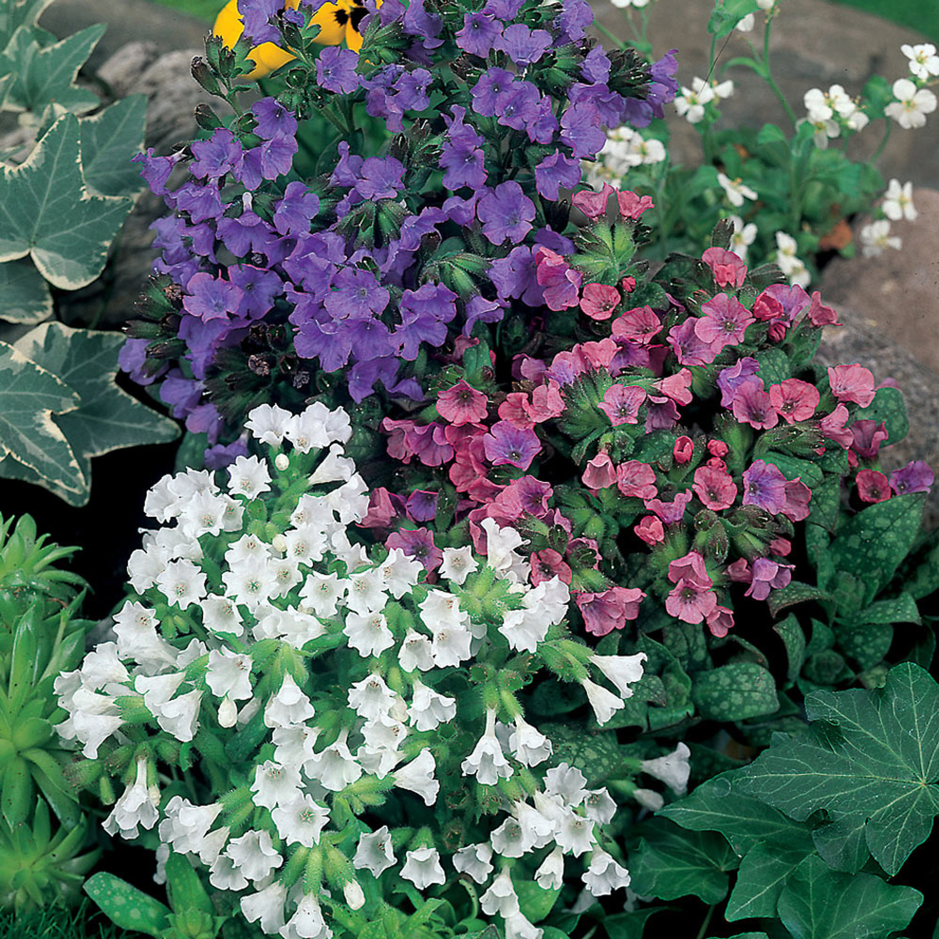 Shop Pulmonaria (Lungwort) Mixed J. Parker's Dutch Bulbs