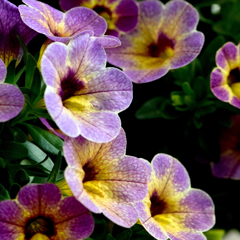 Calibrachoa Chameleon Blueberry Scone | J Parker Dutch Bulbs