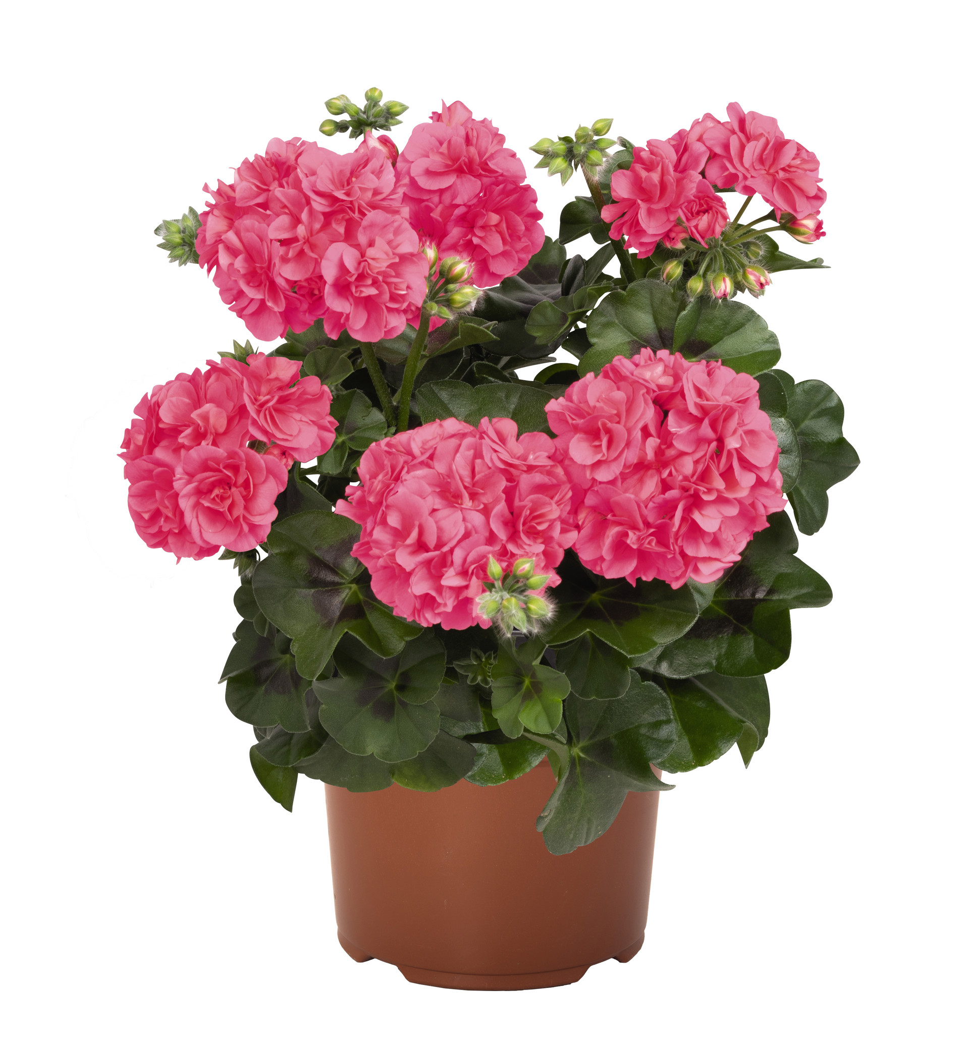 Geranium Great Balls of Fire Pink J Parker Dutch Bulbs