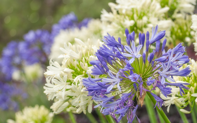 How to care for Herbaceous Perennials - JParkers
