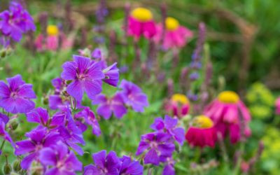 Low Maintenance Garden Plants - JParkers