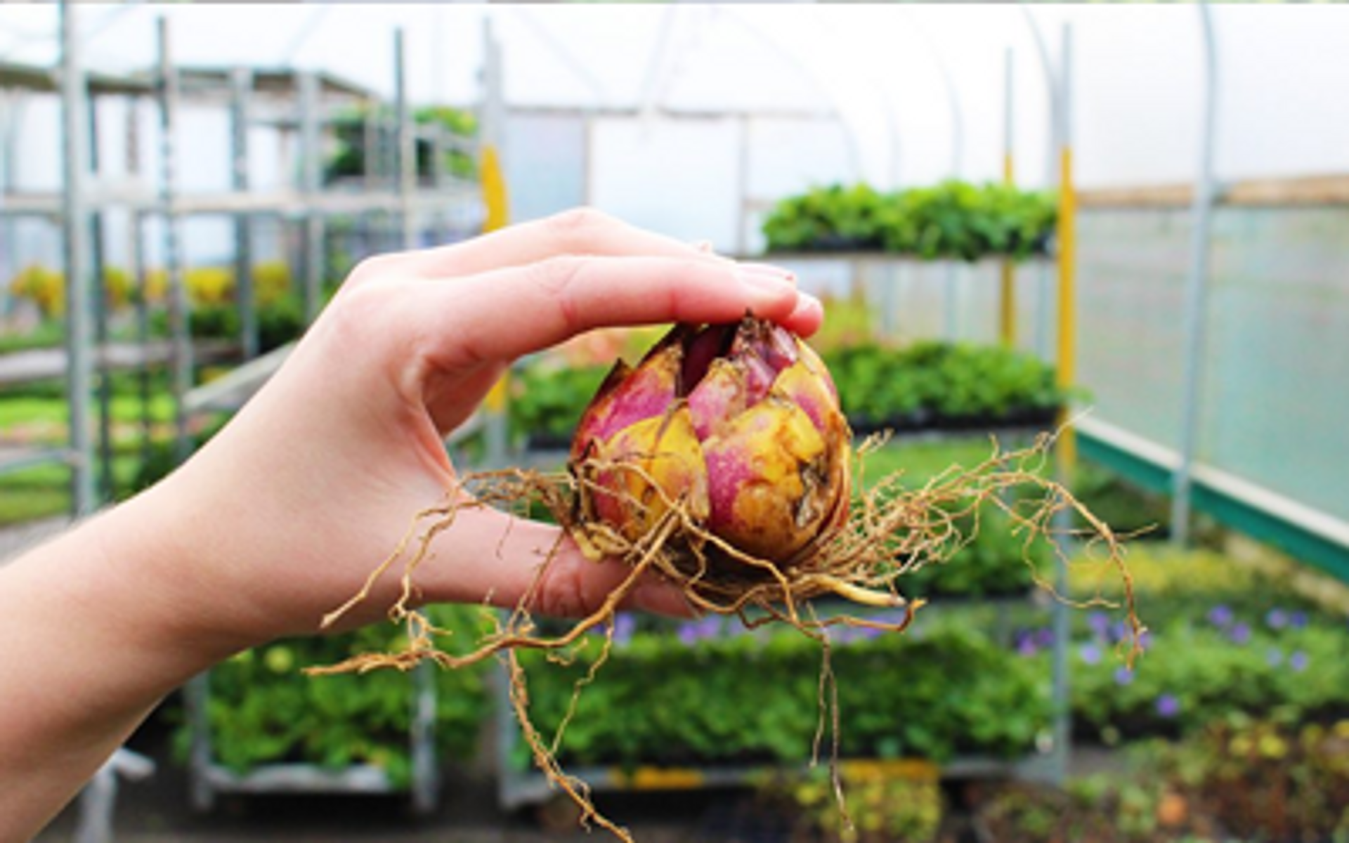 Bulbs to Plant in March JParkers