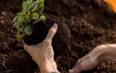 Trays plug pots seed cells containers starting supplies landscaping gardening growing farmtek teksupply